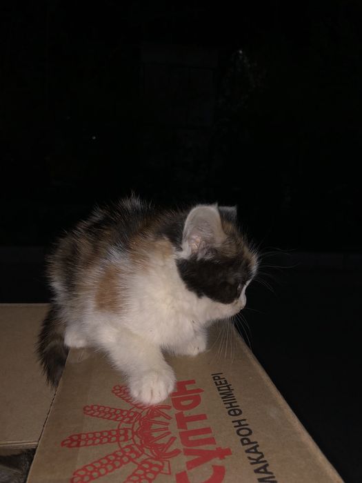 Котятя, бесплатно.