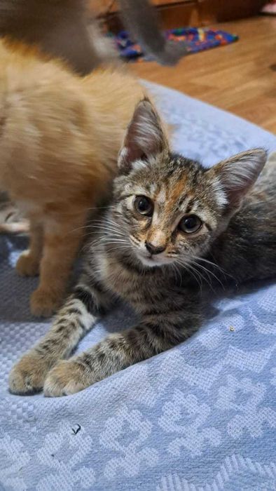 Котята ищут добрые руки