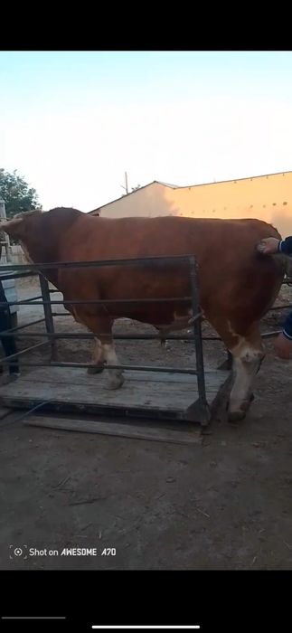 Mol Tarozi , Mol o'lchaymiz , Tarozi 2 tonnalik, Elektron tarozi