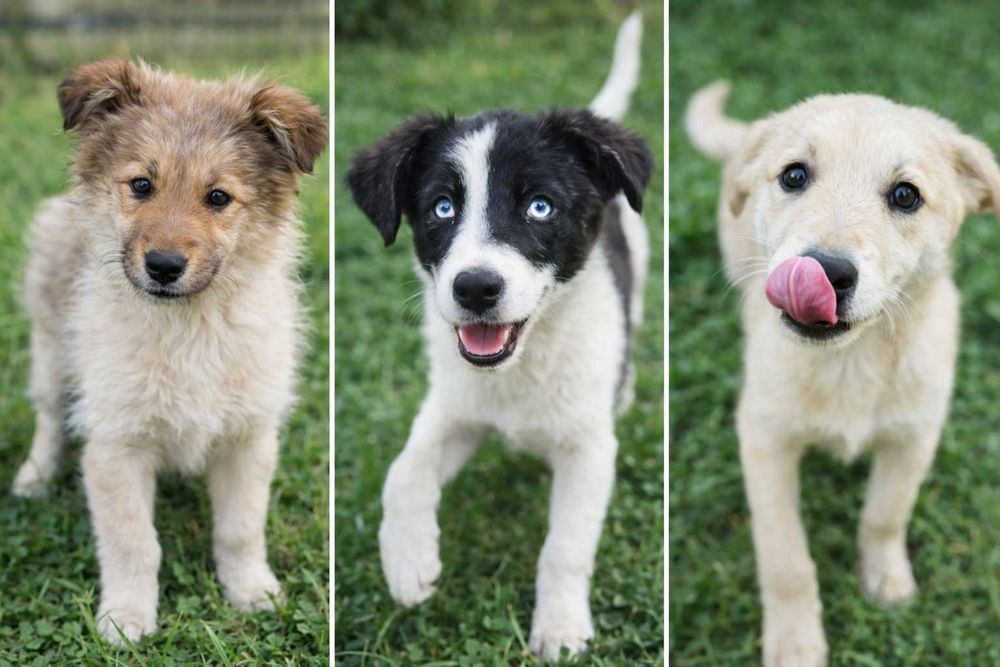 Красивые щенки — метисы (похожи на хаски/лайку)