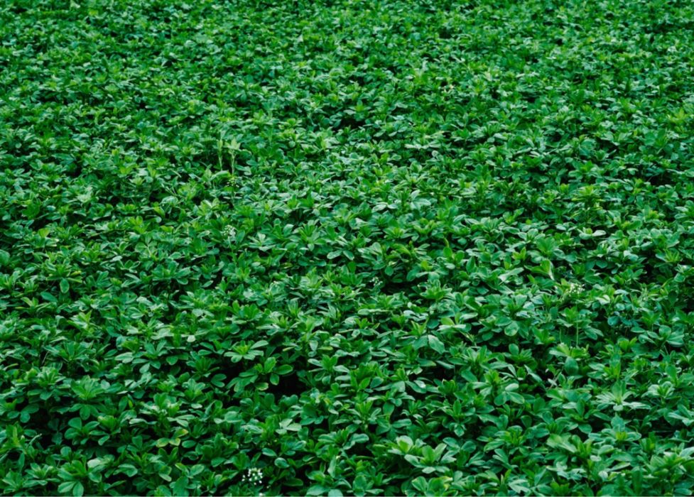 Жонышка урык, Семена Люцерны