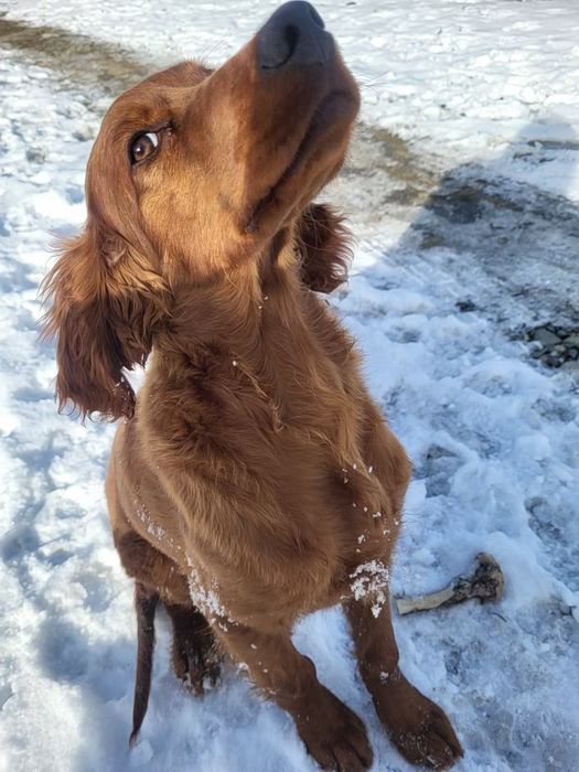 Ирландский сеттер