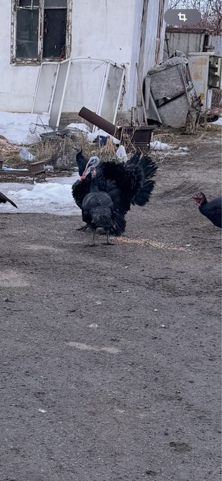 Продам индюков, самцы