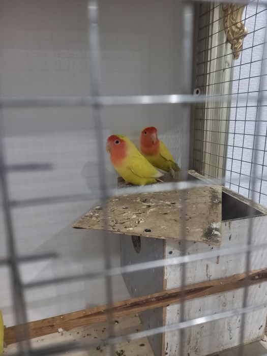 Щеглы чёрный пепельные