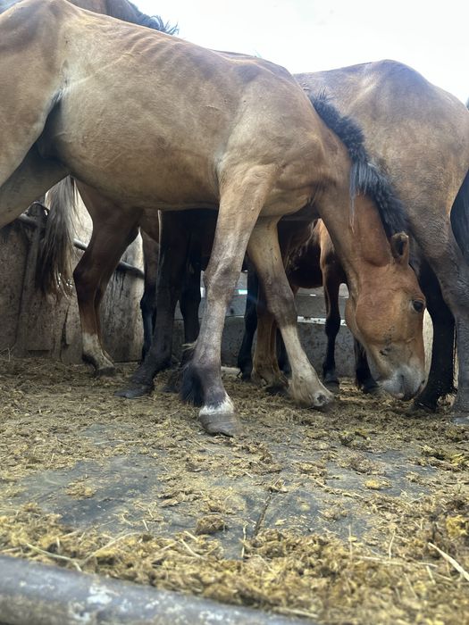 Лошади тай жеребята