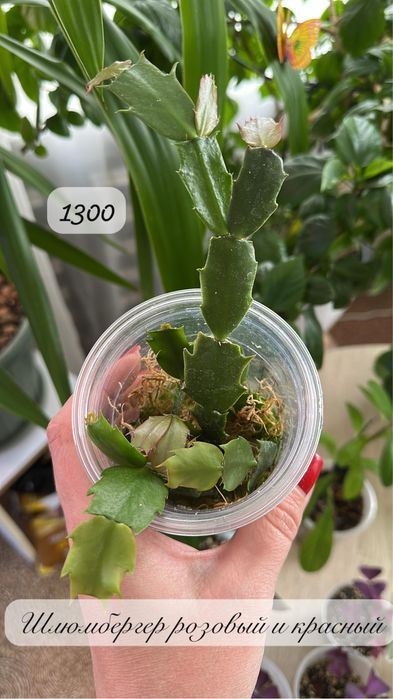 Комнатные растения