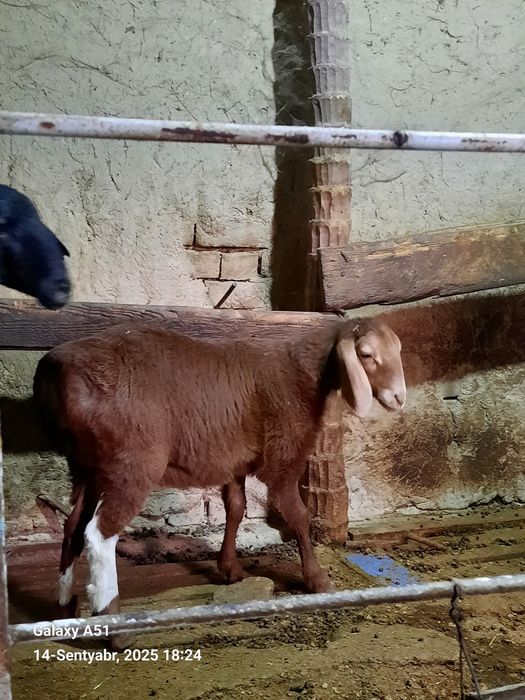 Zotor qo'y rasmda korsarilingan