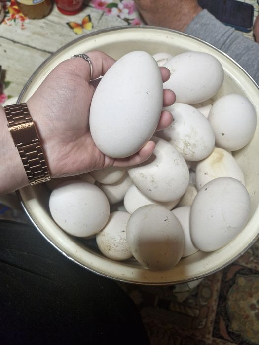 Ouă de gâscă 7 lei buc.
