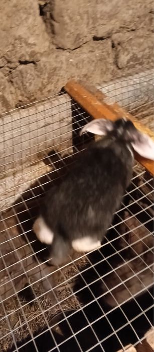 Кролики Французкий баран