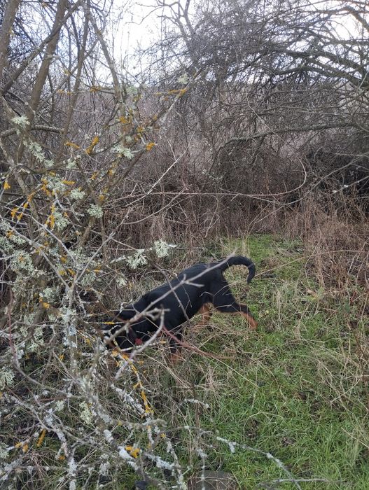 Гончета на 5 месеца