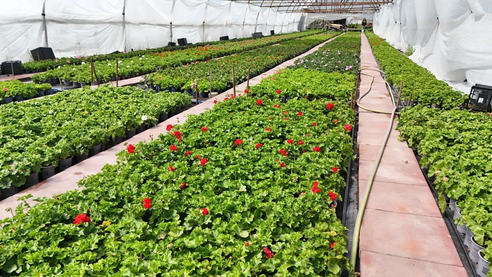 Muscate / Pelargonium Zonale , Curgatoare ,Peltatum , Tiroleze