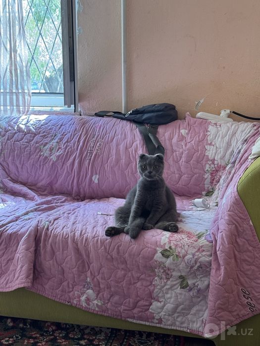 Скотиш страйт и фолд