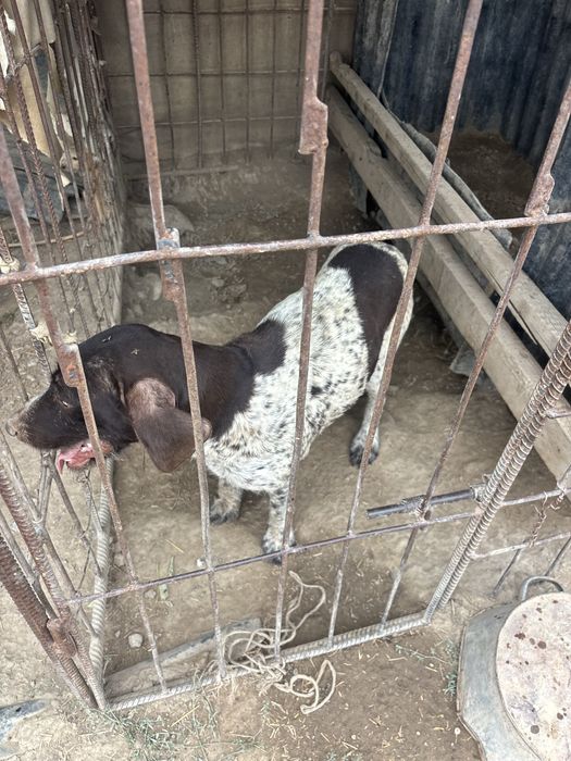 Продам щенки курцхара