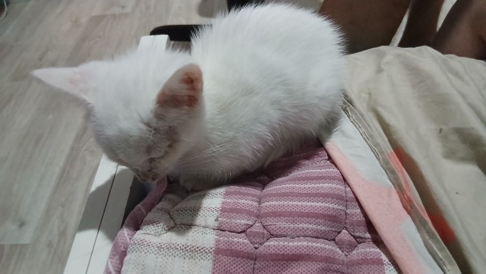 Отдадим котенка в добрые руки