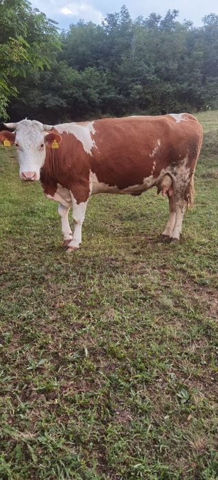 Vaca bălțat românească
