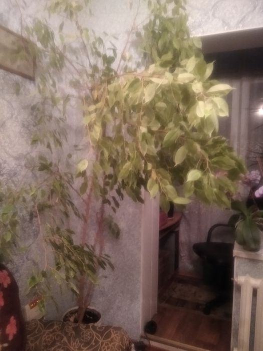 Фикус Бенджамина