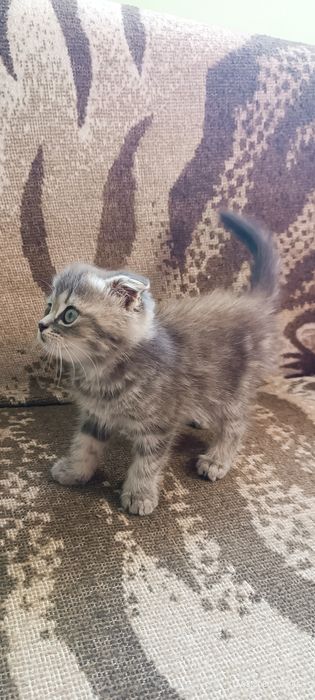 Британские котята