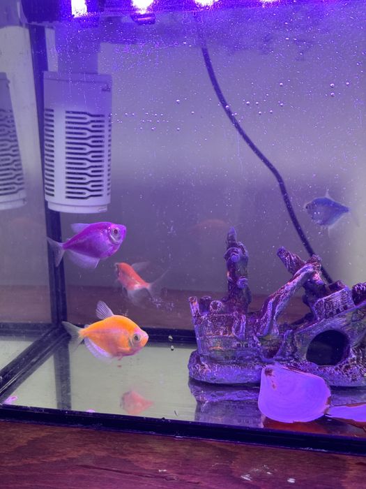 Продам аквариум с 4 шт рыбкой.