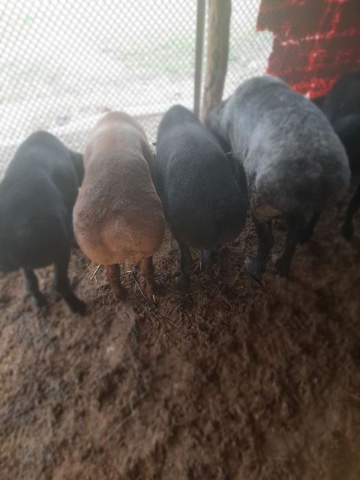 Казоки кучкор сотилади