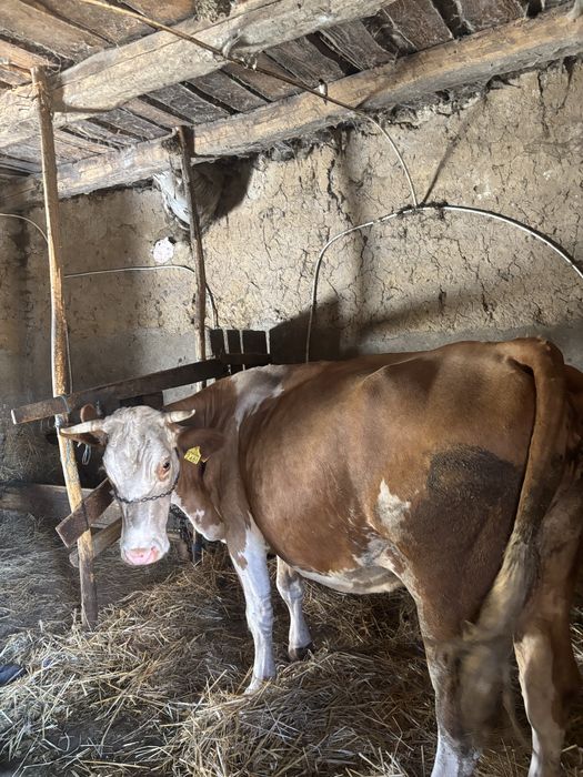 Vand vaca baltata romaneasca