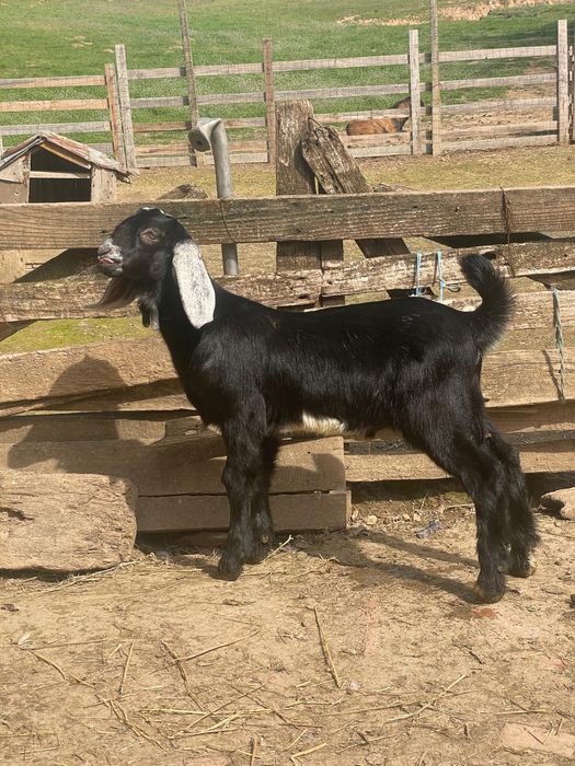 De vanzare tap tanar anglo nubian