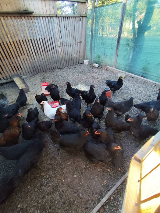 Gaini rasa Australorp si Araucana