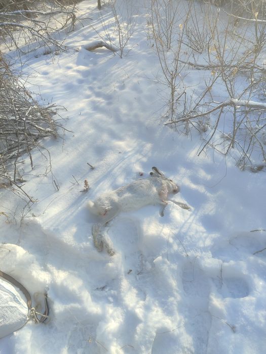 Продам мясо зайца