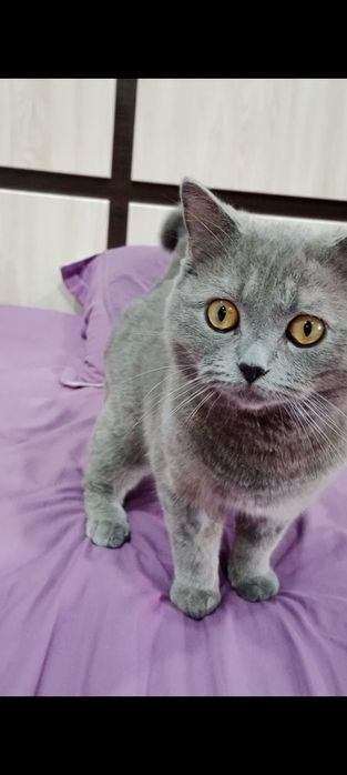 Ищем коту Британцу кошку для вязки.