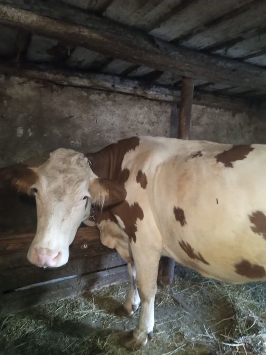Vaca de vanzare, Judetul Cluj.