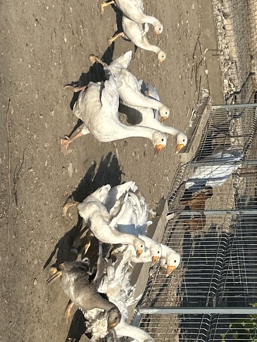 Vand 13 boboci de 2 luni cu 2 gaste . Pret 1150 lei . Si o familie de 3 gaste si un gascan de anul acesta .