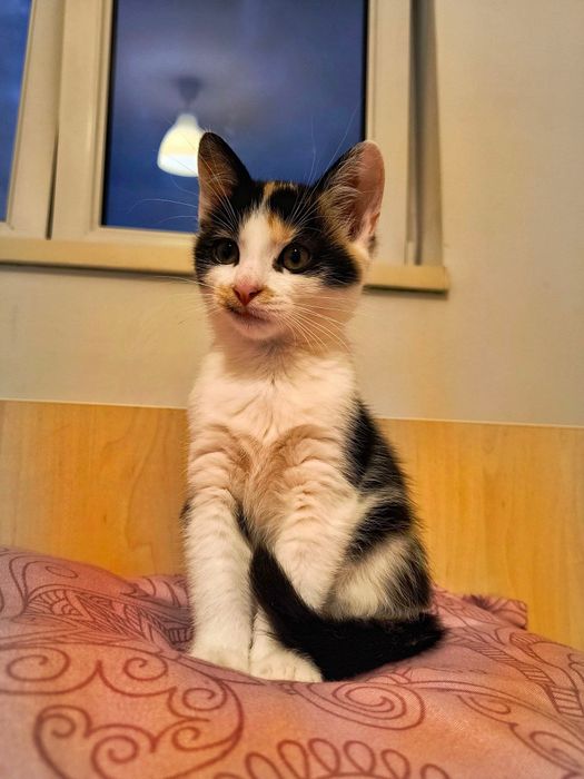 Donez pisică Calico