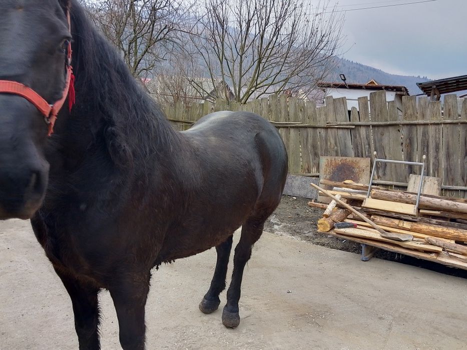 Cal de Vânzare de 7ani