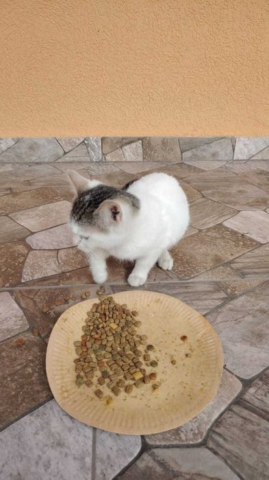 Donez pisicuțe pufoase și blânde au mai rămas doar 2