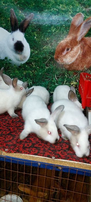 Кролики Коян Көжектер