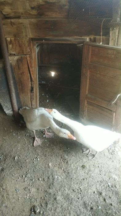 Гусь и гусыня на продажу
