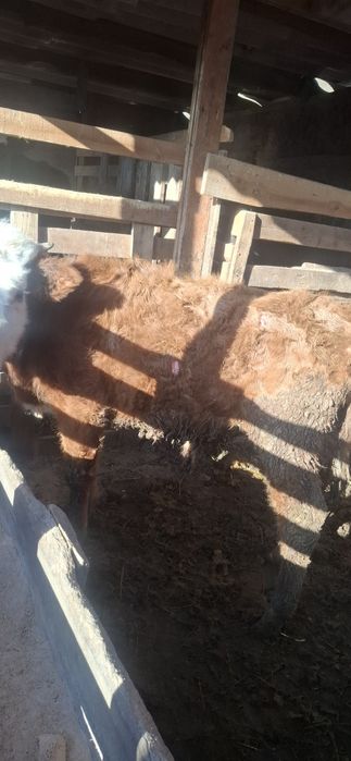 Бычок,бузау,бычок,бык