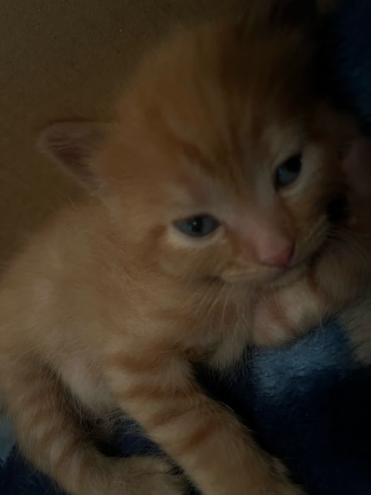 Отдам 4 рыжих котят в добрые руки