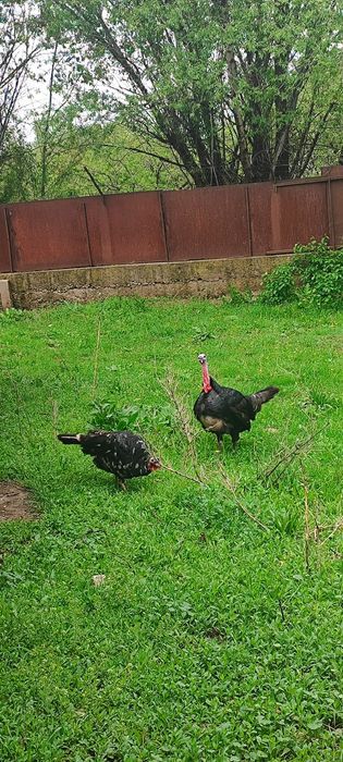 Индюк индюшка  Қораз/мекен пара