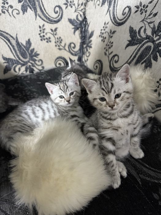 Котята шотланские девочки и мальчики