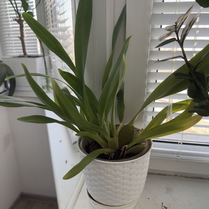 Цимбидиум продам в кашпо