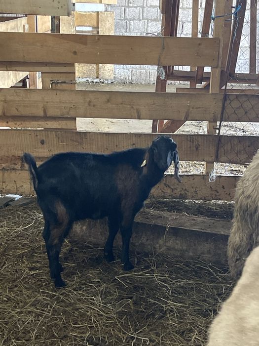 Țăpișor Anglo Nubian