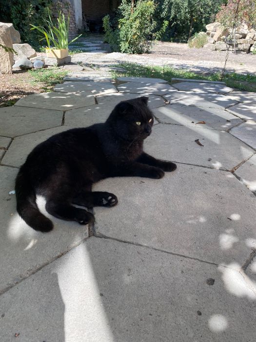Отдам кота в хорошем руки