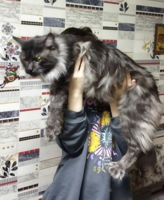 Котенок Мейн куна