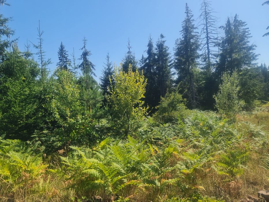 Продава се Земеделски имот в с. Чокманово, Област Смолян -  кв.м за 1450 €/дка - Снимка #5