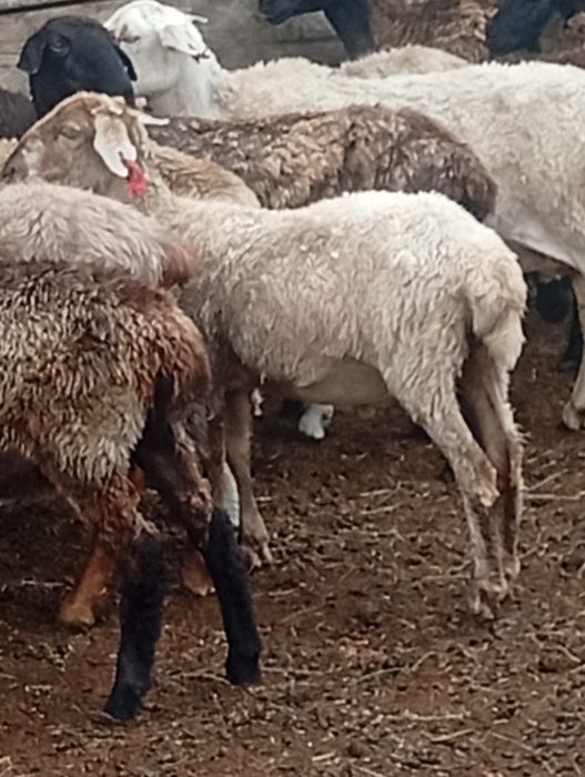 Токты, кошкары. Ст