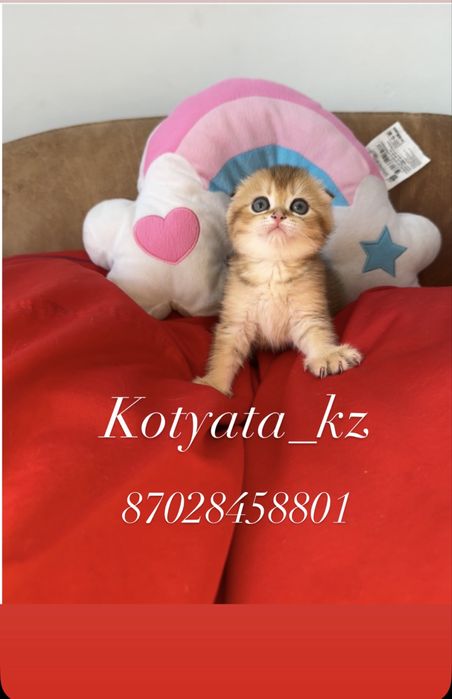 Золотинки с полным пакетом документов