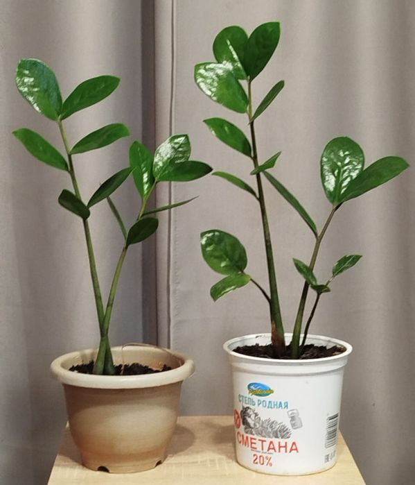 Продам комнатные цветы