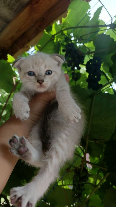 Котята вислоухие
