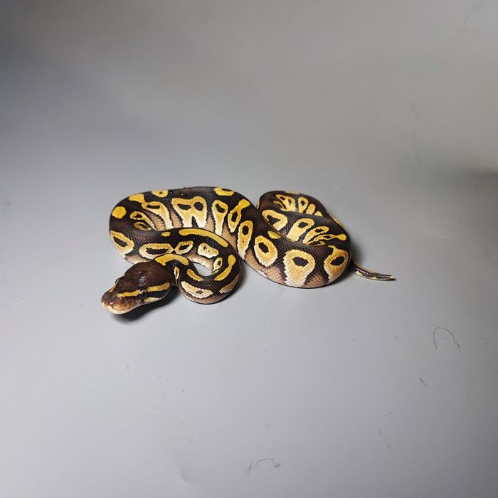 Королевский питон