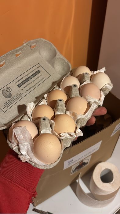 Ouă de incubat Australorp Negru